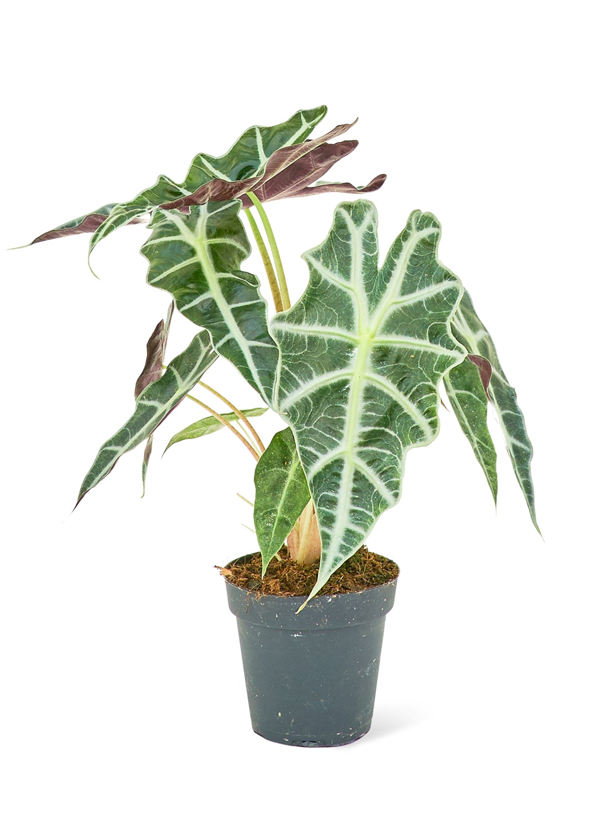 Alocasia 'Polly'