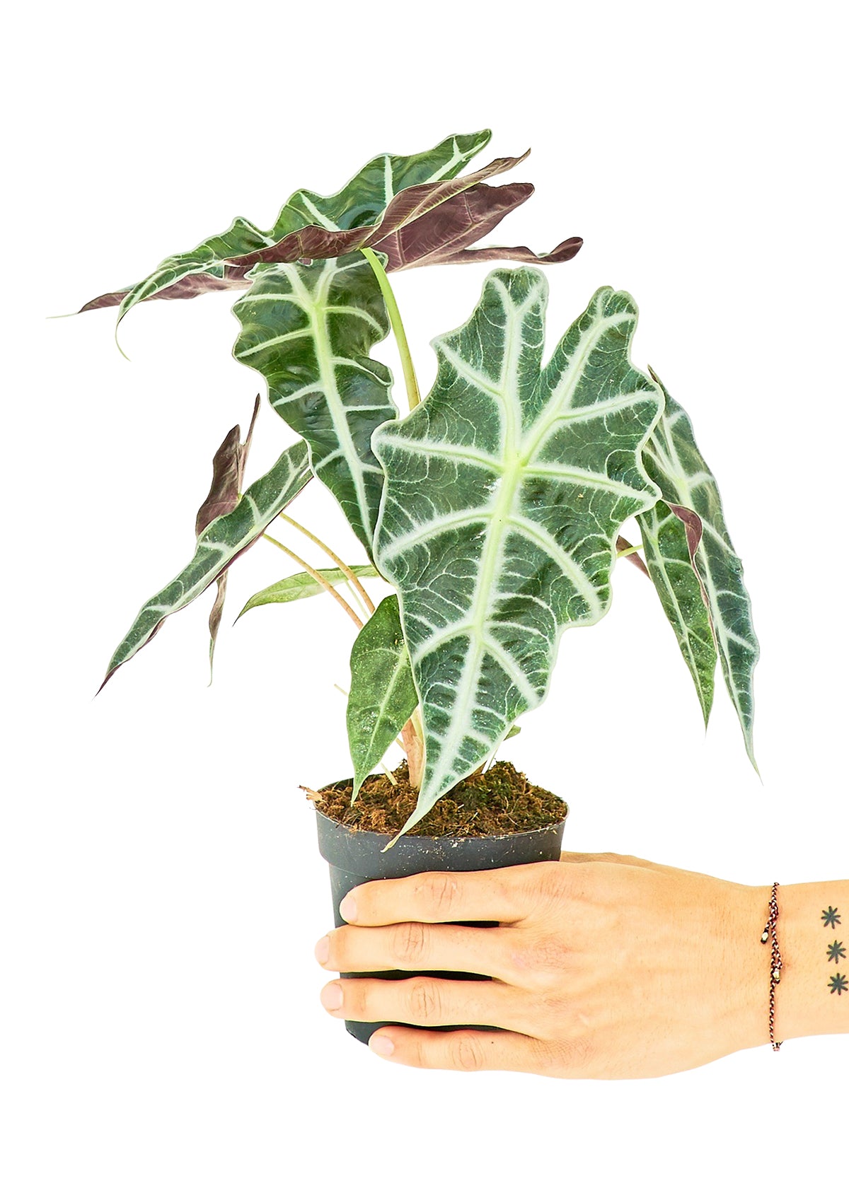 Alocasia 'Polly'