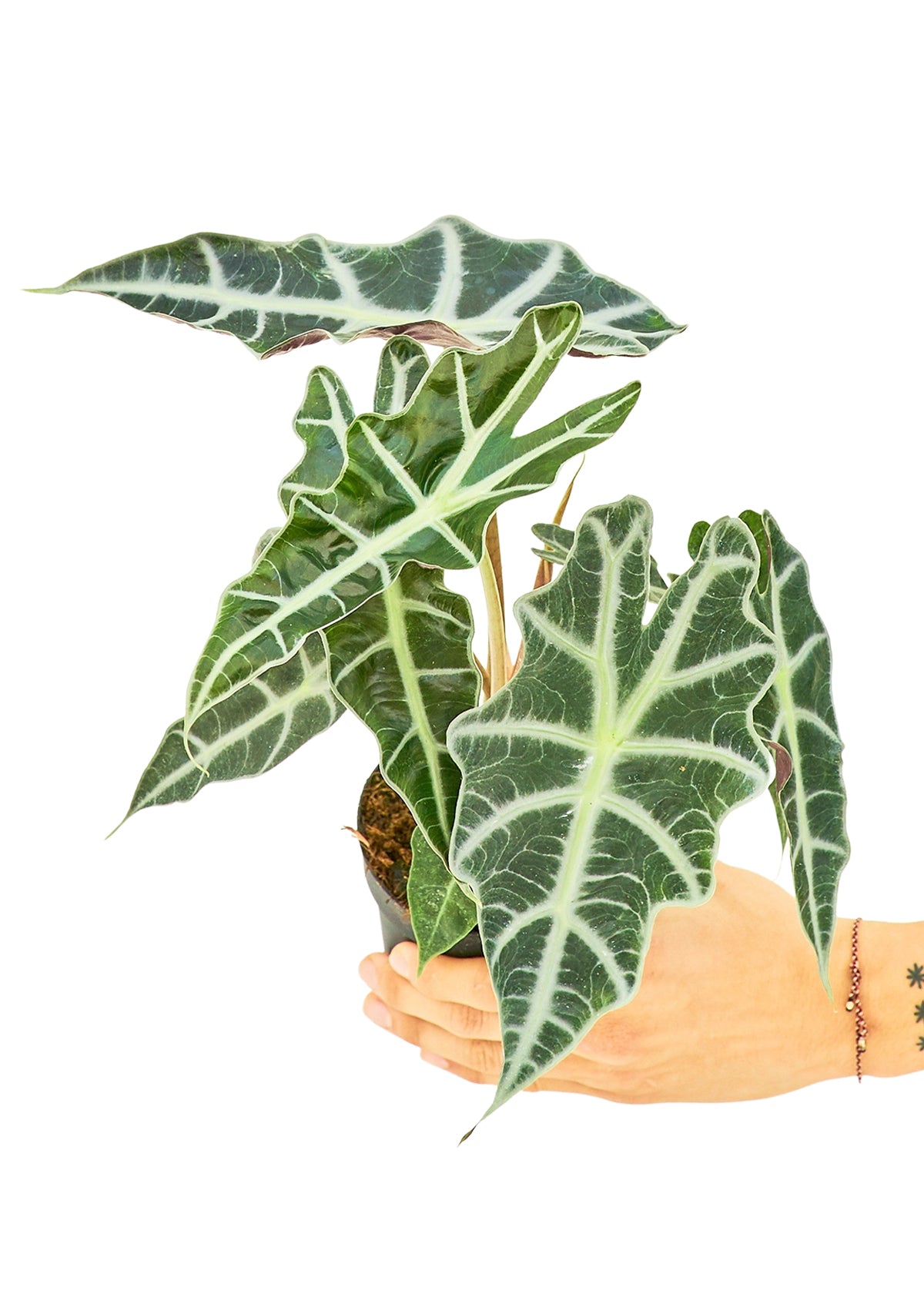 Alocasia 'Polly'