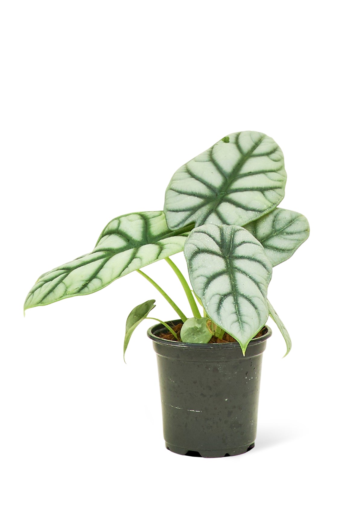 Alocasia 'Silver Dragon'