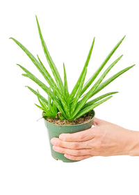 Aloe Vera