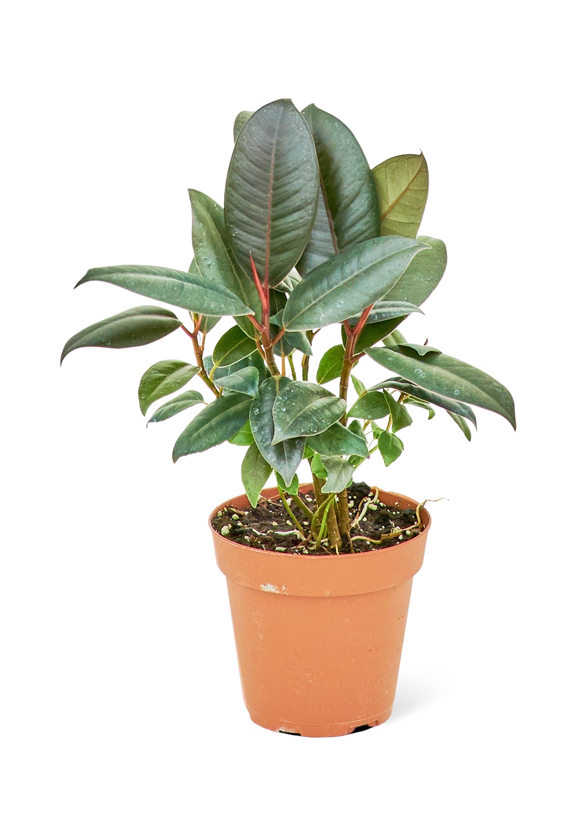 Rubber Tree 'Burgundy'