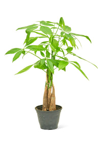 Braided Money Tree