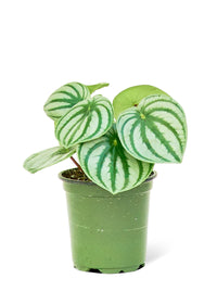 Watermelon Peperomia