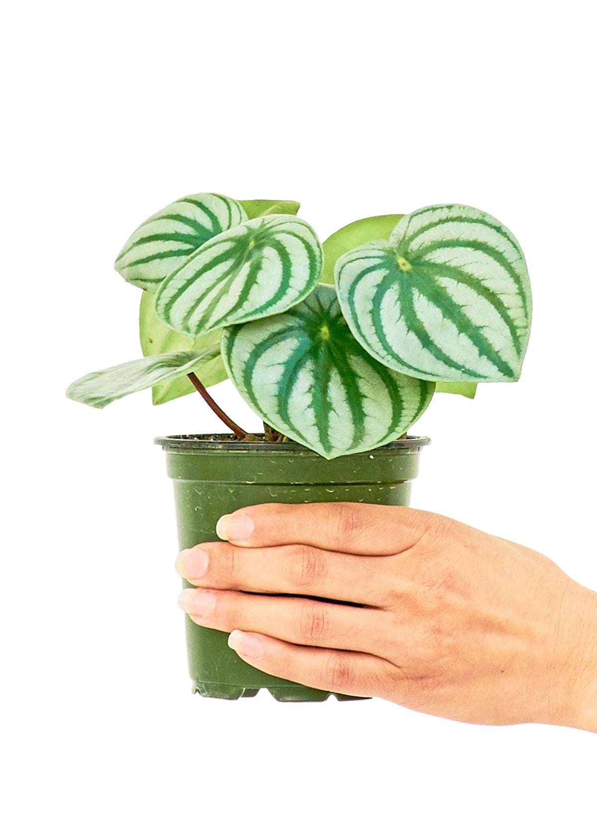 Watermelon Peperomia