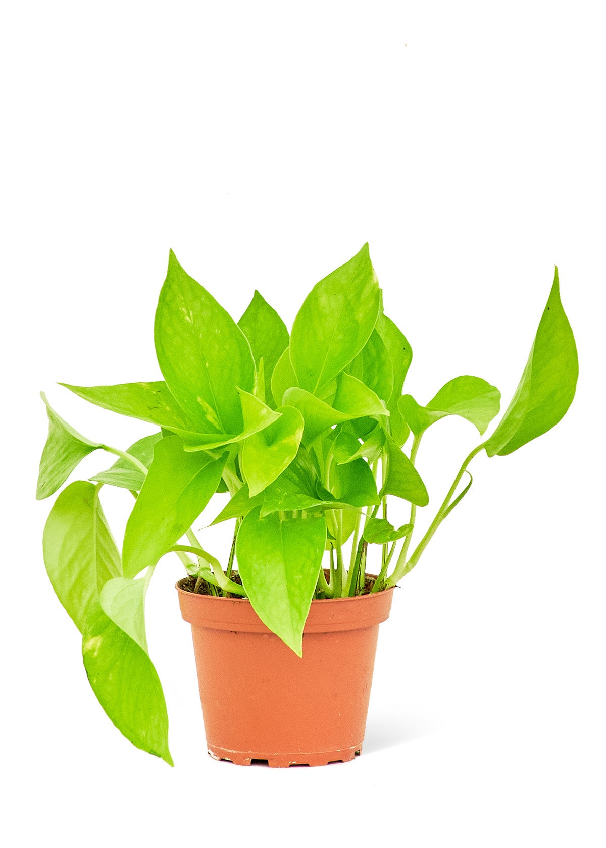 Pothos 'Golden'