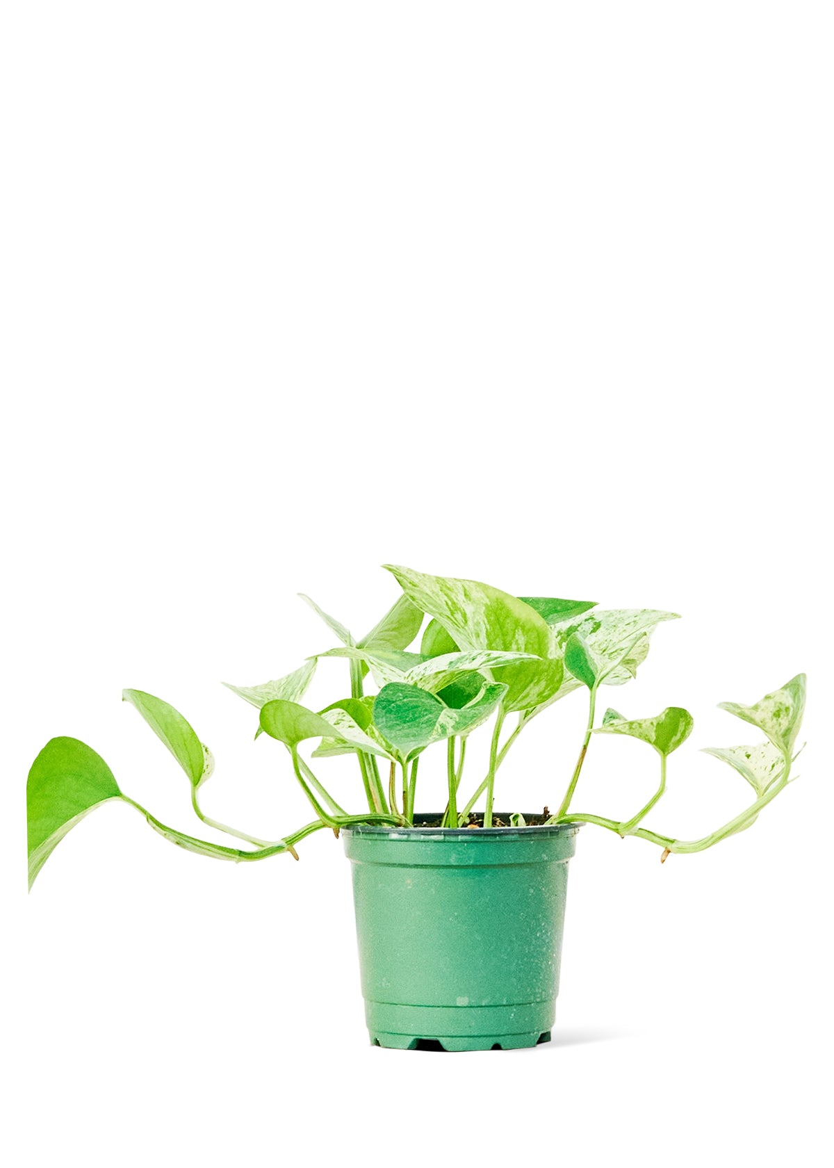 Pothos 'Marble Queen'