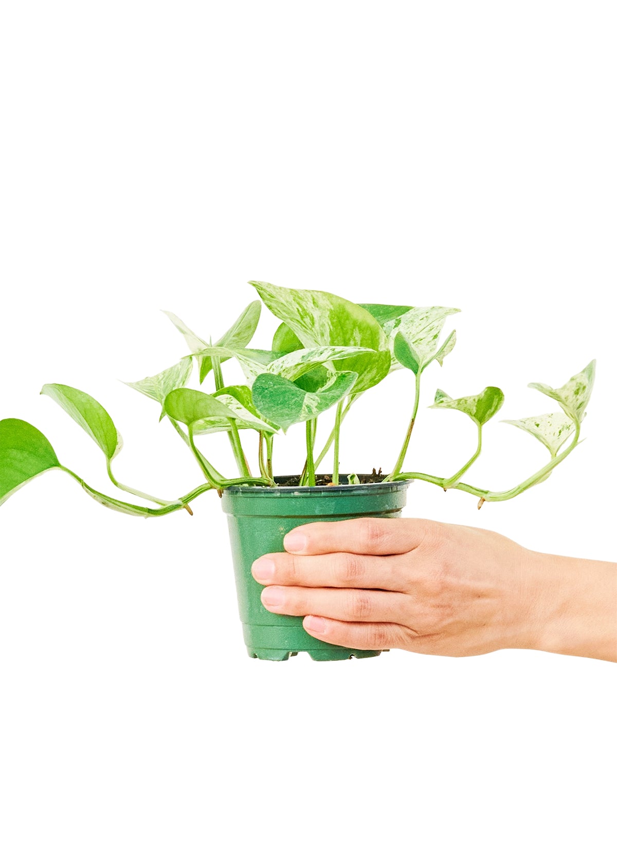 Pothos 'Marble Queen'