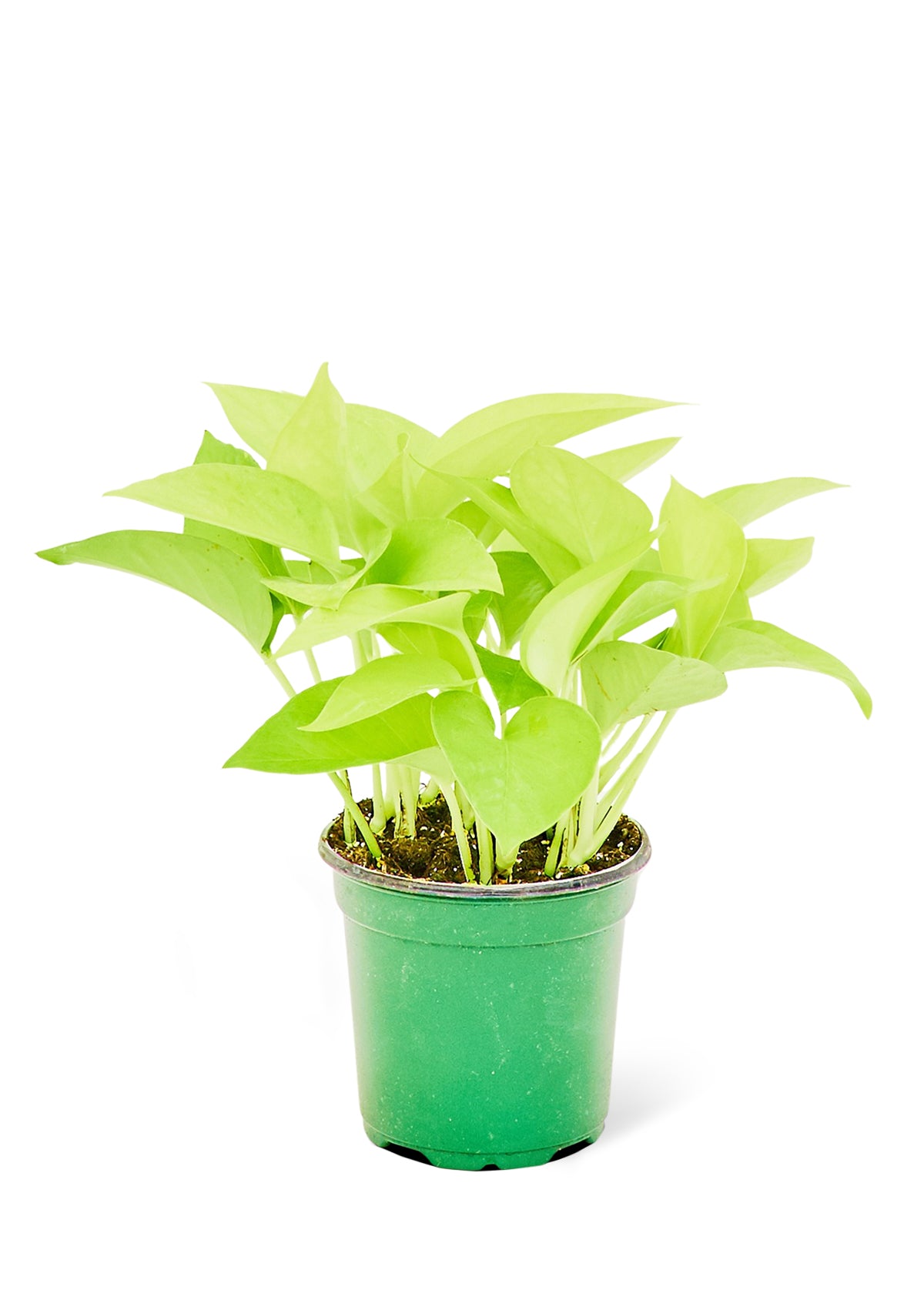 Pothos 'Neon'