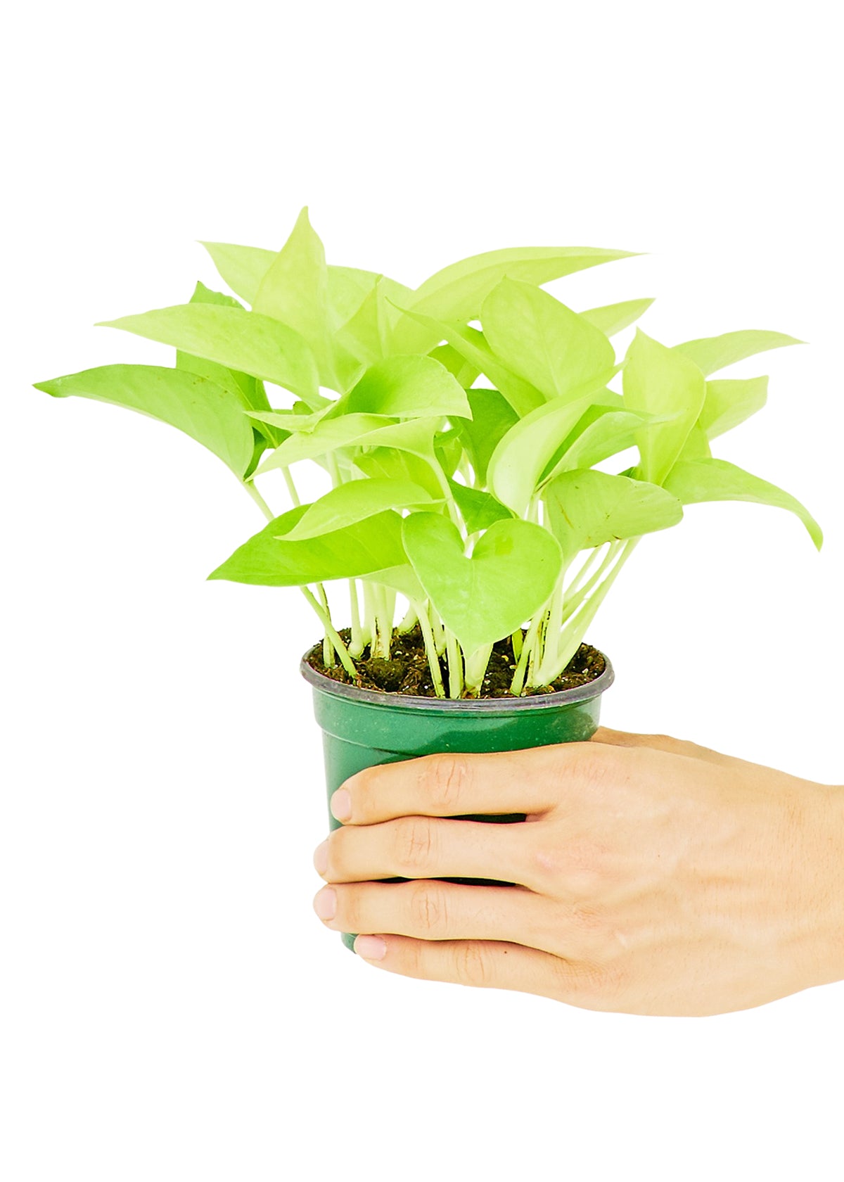 Pothos 'Neon'