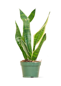 Snake Plant 'Laurentii'