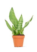 Snake Plant 'Zeylanica'