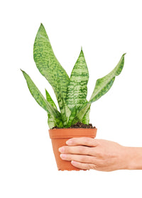 Snake Plant 'Zeylanica'