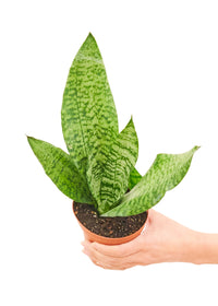 Snake Plant 'Zeylanica'